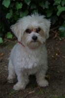 Bandit, Bichon maltais de 6 mois