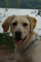 Bianca, Labrador de 6 mois.