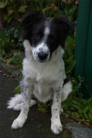 Cayolle, Border Collie de 6 mois