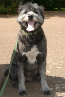 Elliott, Berger des Pyrénées de 4 ans.