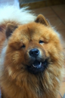 Ezouk, Chow-chow de 3ans