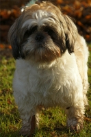 Filibert, Shih Tzu de 2 ans et demi.