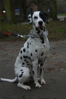 Galwenn, Dalmatien de 20 mois.