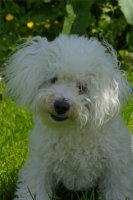 Gamin, bichon frisé de 7 mois.