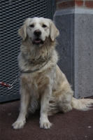 Gamma, Golden Retriever de 18 mois. 