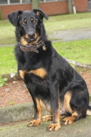 Gaya, Beauceron de 15 mois. 