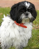 Griotte, Shih Tzu de 10 mois