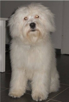 Himalaya, Terrier du Tibet de 8 mois