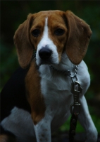 Hody, Beagle de 6 mois.