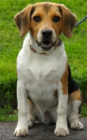 Iris, Beagle de 7 mois.