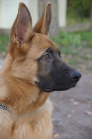 Jack, berger allemand de 5 mois