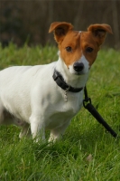 Jack, Jack Russel de 2 ans et demi. 