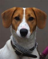 Matelot, Jack Russel de 7 mois