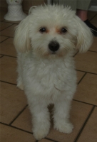 Nano, Bichon frisé de 11 mois.