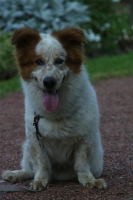 Néo, jack russel croisé de 6 ans.