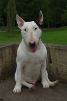 Paco, bull-terrier de 2 ans.