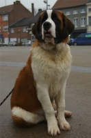 Ugo, Saint Bernard de 8 mois et demi. 