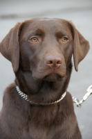 Witch, labrador chocolat de 7 mois